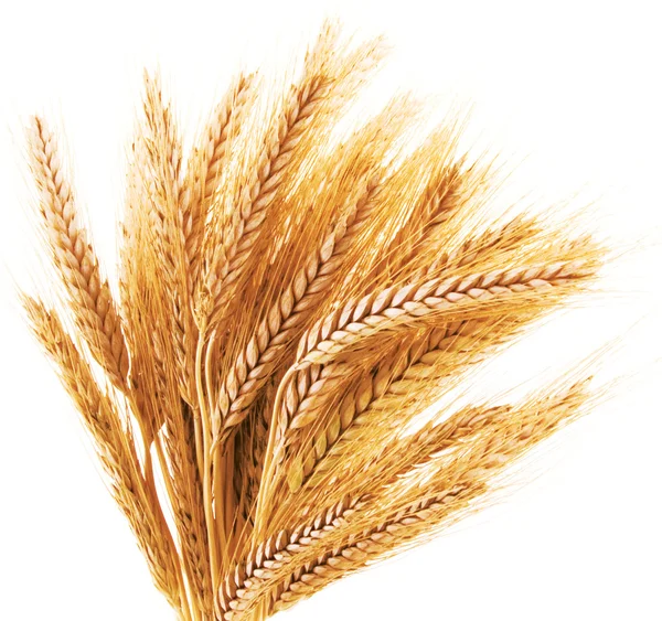 Uszy pszenicy na białym tle — Zdjęcie stockowe