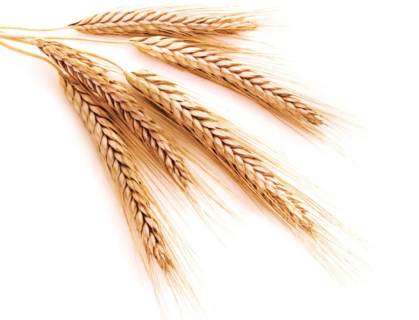 Orelhas de trigo em um fundo branco — Fotografia de Stock