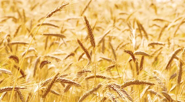 Пшеничное поле — стоковое фото