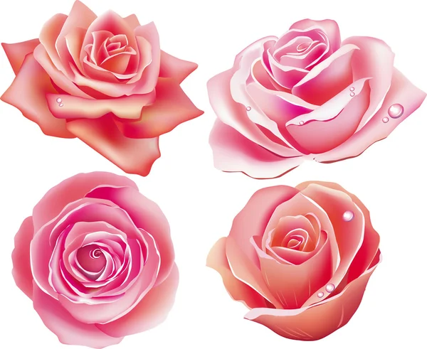 Set of four rose — Stock Vector