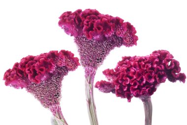 Flowers celosia clipart