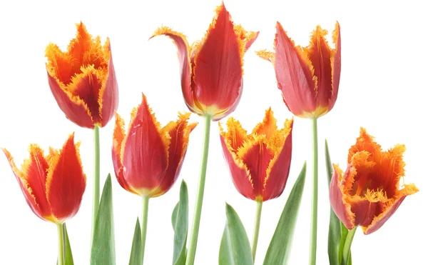 Červené tulipány na bílém pozadí — Stock fotografie
