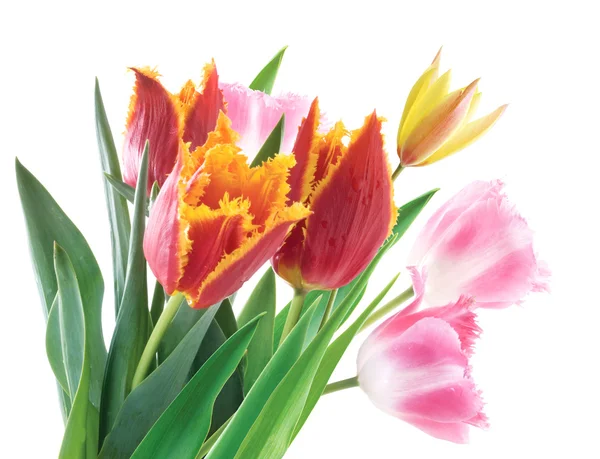 春の花チューリップ — ストック写真
