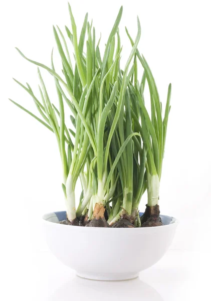 Spring onion in white bowl — Stock Photo, Image