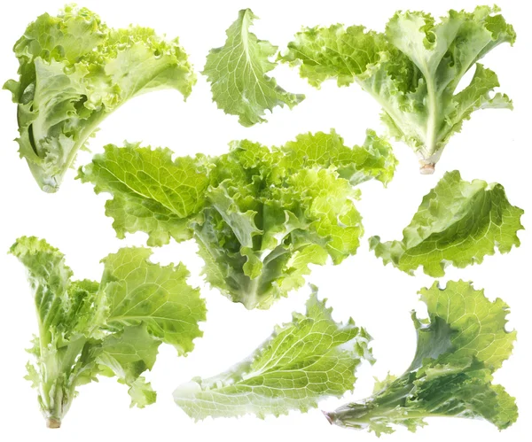 Лист зеленого салата — стоковое фото