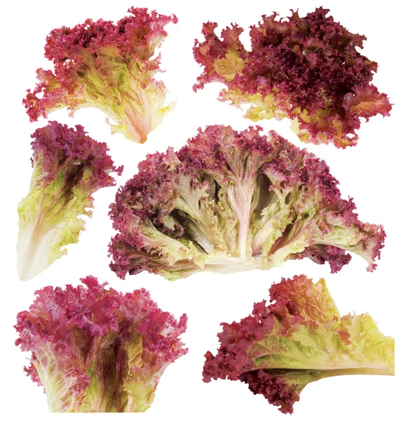 List z červeného hlávkového salátu — Stock fotografie