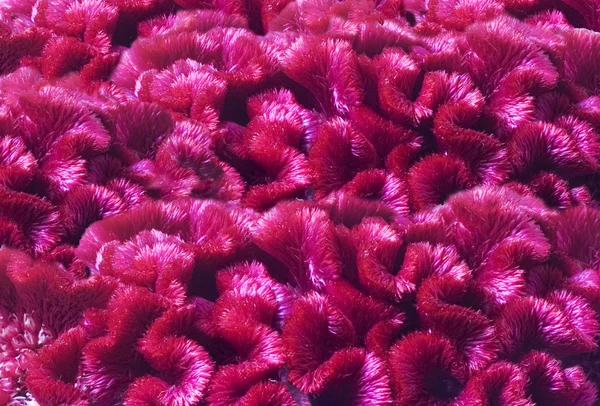 stock image Background of flowers celosia