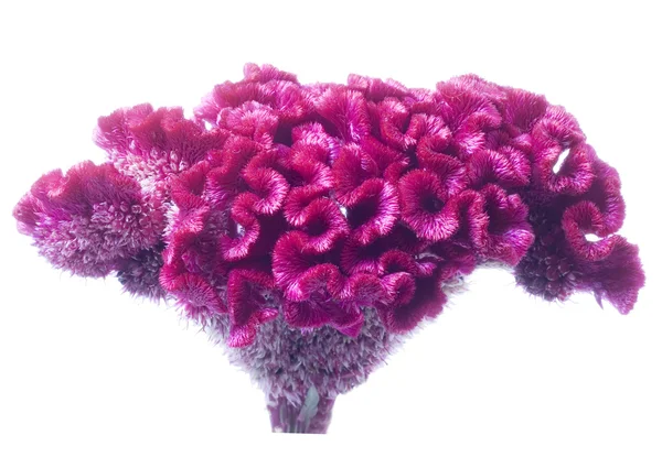 Blütencelosia — Stockfoto