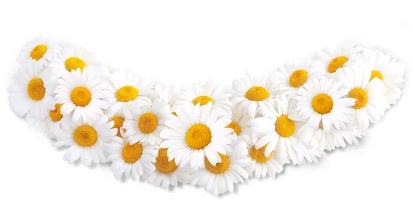 白色雏菊 — 图库照片