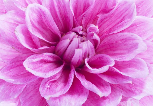 Close up of purple dahlia — Stock Photo, Image