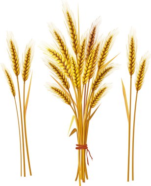 Spike of wheat clipart