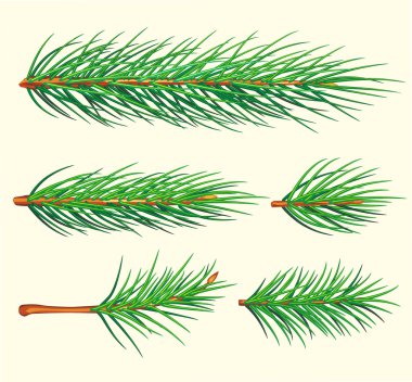 Pine Branches. Vector brush clipart