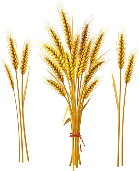 穗的小麦 — 图库矢量图片