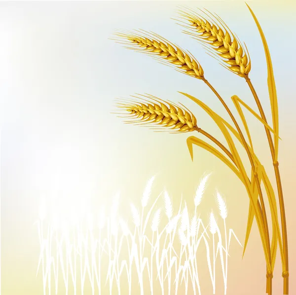 Fundo com trigo — Vetor de Stock