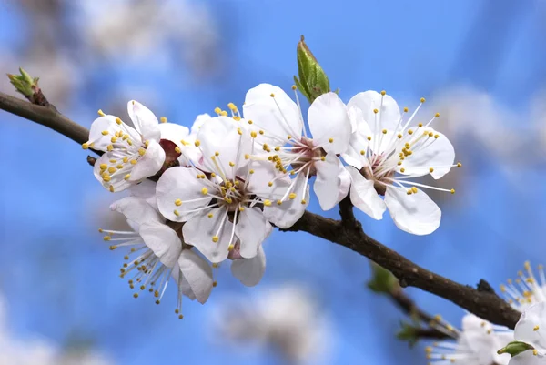 Гілка вишневого дерева в цвіті — стокове фото