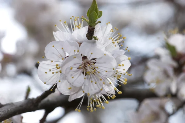 Cherry tree branch in bloom — Stock Photo, Image