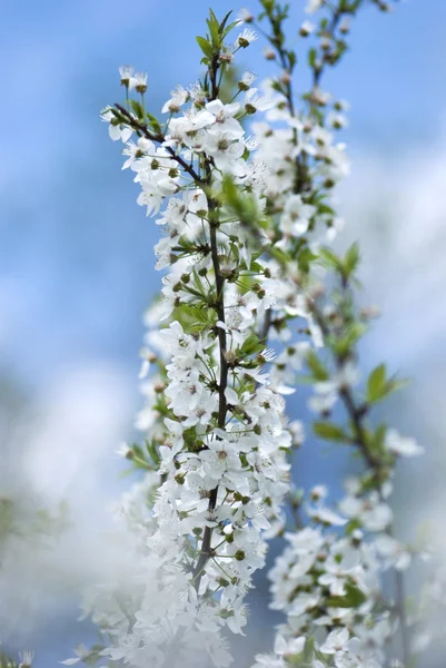 Cherry tree branch in bloom — Stock Photo, Image