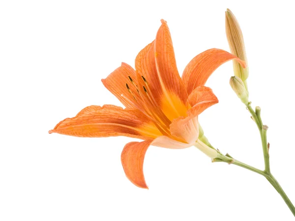 Beyaz arka planda turuncu lilly — Stok fotoğraf