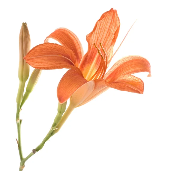Lilly naranja sobre fondo blanco — Foto de Stock