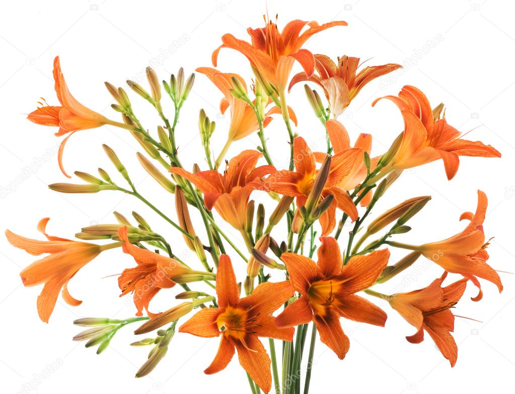 Bunch of orange Lilly