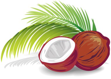 Coconut clipart