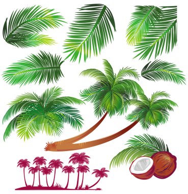 Tropical palms leaf clipart