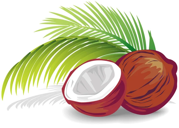 椰子 — 图库矢量图片