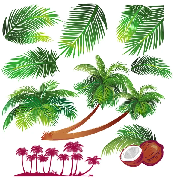 Tropical palms leaf — Stock Vector