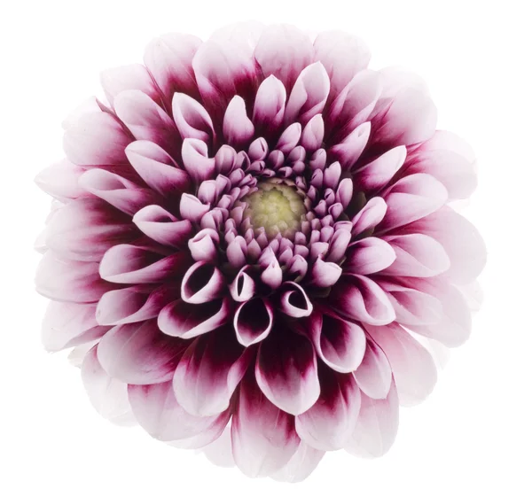 紫のダリア — ストック写真