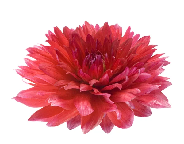Beyaz zemin üzerine kırmızı yıldız çiçeği — Stok fotoğraf