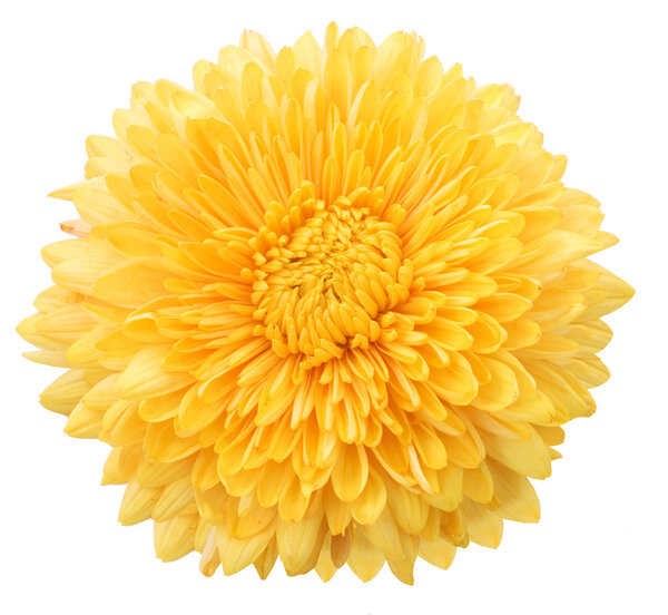 Желтый георгин на белом фоне

