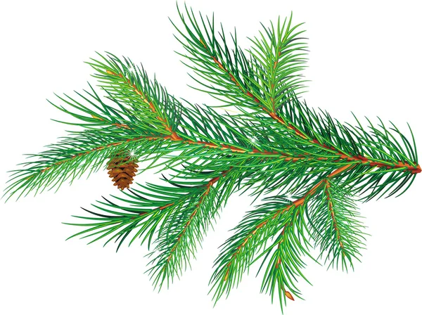 Pine branch — Stock Vector