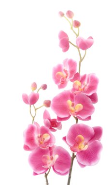 Pink orchid clipart