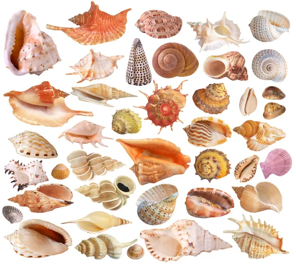 Uppsättning seashell samling — Stockfoto