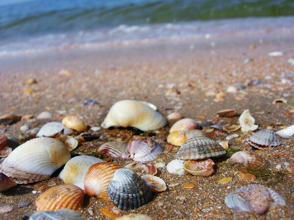 Shells on the beach