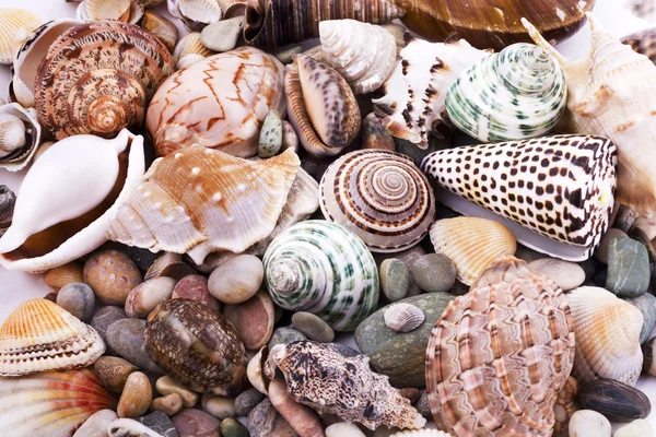 Vários conchas — Fotografia de Stock