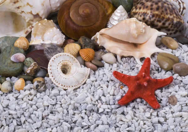 다양 한 조개와 돌 — 스톡 사진