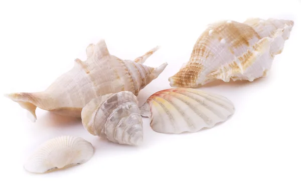 Conchas marinas blancas — Foto de Stock
