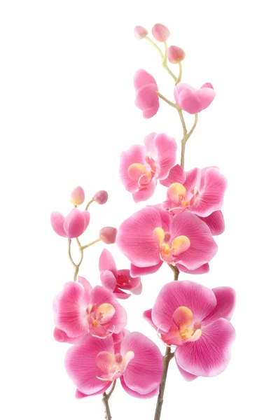 Орхидея розовя — стокове фото