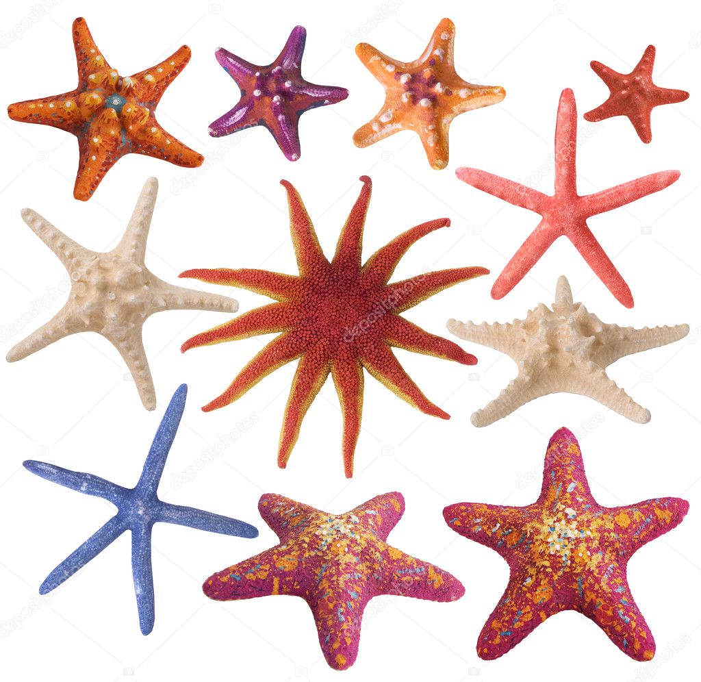 Set of painted sea star