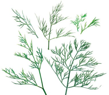 Dill clipart