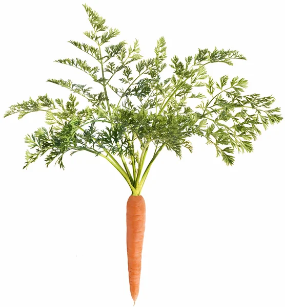 Καρότο με φύλλο — Φωτογραφία Αρχείου