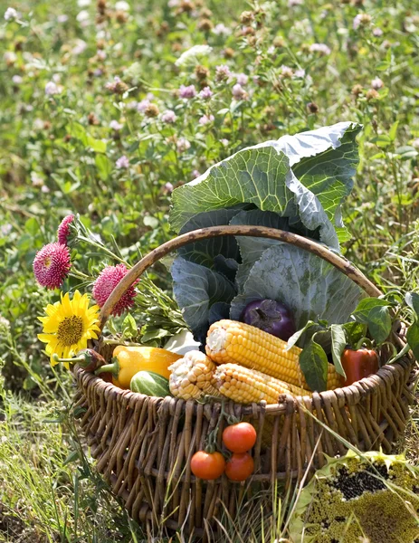 Koszyk z warzywami na łące — Zdjęcie stockowe