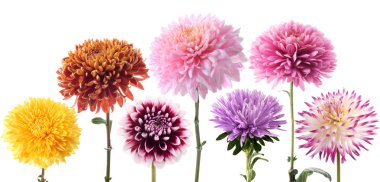 Set of dahlia flowers clipart