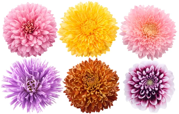Conjunto de flores de dalia — Foto de Stock