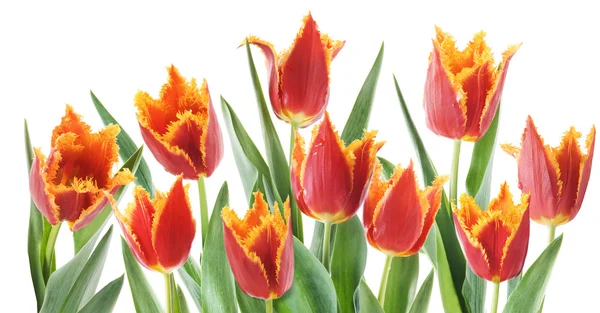 Piros tulipán fehér háttér — Stock Fotó