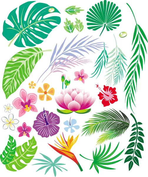 Tropical leaf and flowers — Stock Vector