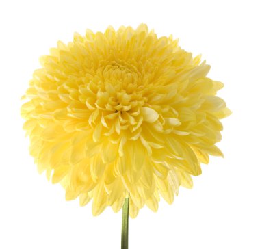 sarı yıldız çiçeği