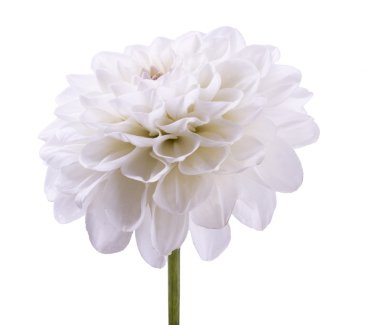 White dahlia clipart