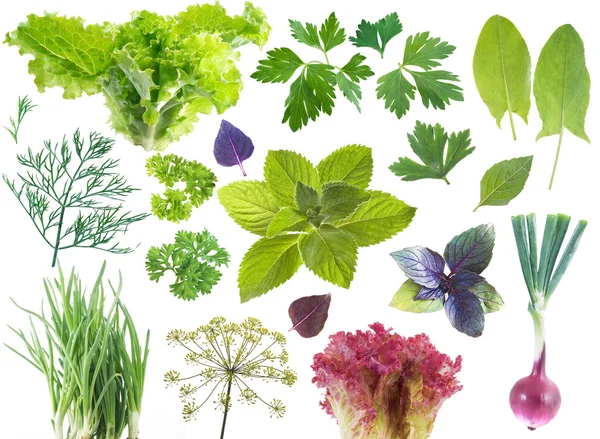Salad leaves and herbs — Stock Photo, Image